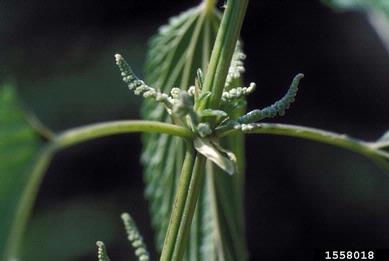 European stinging nettle , Urtica dioica ssp. dioica (Urticales: Urticaceae) - 1558018