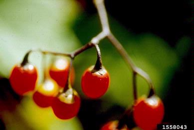 bittersweet nightshade, Solanum dulcamara  (Solanales: Solanaceae) - 1558043