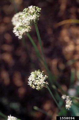 wild onion, Allium canadense  (Liliales: Liliaceae) - 1558094
