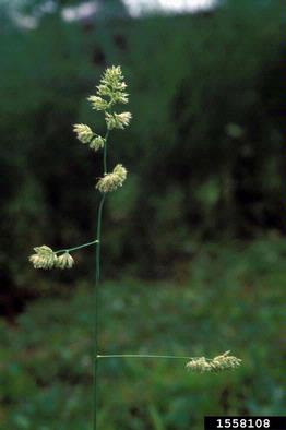 orchardgrass, Dactylis glomerata  (Cyperales: Poaceae) - 1558108