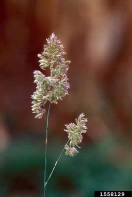 orchardgrass, Dactylis glomerata  (Cyperales: Poaceae) - 1558129