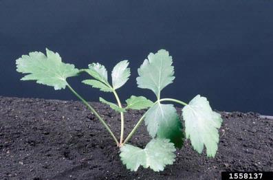 wild parsnip, Pastinaca sativa  (Apiales: Apiaceae) - 1558137