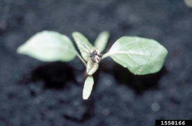 redroot pigweed, Amaranthus retroflexus  (Caryophyllales: Amaranthaceae) - 1558166
