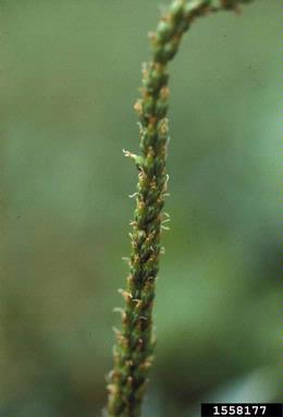 blackseed plantain, Plantago rugelii  (Plantaginales: Plantaginaceae) - 1558177