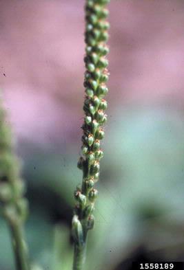 blackseed plantain, Plantago rugelii  (Plantaginales: Plantaginaceae) - 1558189
