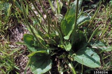 broadleaf plantain, Plantago major  (Plantaginales: Plantaginaceae) - 1558204