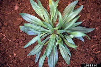 buckhorn plantain, Plantago lanceolata  (Plantaginales: Plantaginaceae) - 1558210