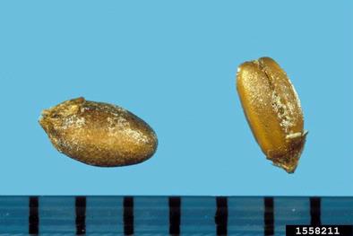 buckhorn plantain, Plantago lanceolata  (Plantaginales: Plantaginaceae) - 1558211