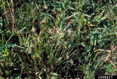 buckhorn plantain, Plantago lanceolata  (Plantaginales: Plantaginaceae) - 1558217