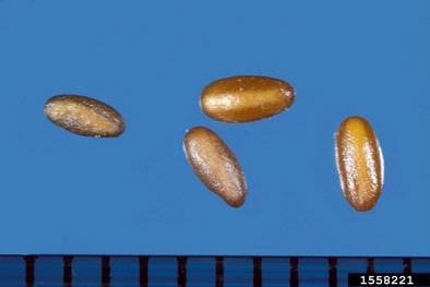 buckhorn plantain, Plantago lanceolata  (Plantaginales: Plantaginaceae) - 1558221