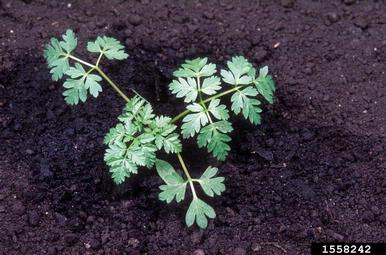 poison-hemlock, Conium maculatum  (Apiales: Apiaceae) - 1558242