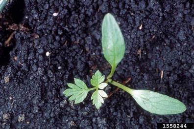 poison-hemlock, Conium maculatum  (Apiales: Apiaceae) - 1558244
