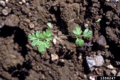 poison-hemlock, Conium maculatum  (Apiales: Apiaceae) - 1558247