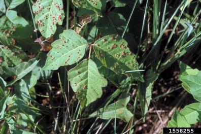 eastern poison-ivy, Toxicodendron radicans  (Sapindales: Anacardiaceae) - 1558255