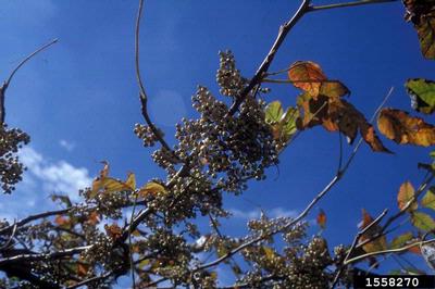 eastern poison-ivy, Toxicodendron radicans  (Sapindales: Anacardiaceae) - 1558270
