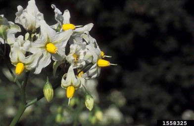 potato, Solanum tuberosum  (Solanales: Solanaceae) - 1558325