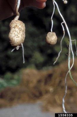 potato, Solanum tuberosum  (Solanales: Solanaceae) - 1558335