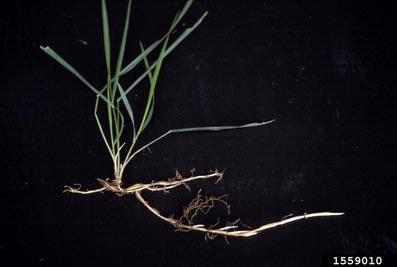 quackgrass, Elymus repens  (Cyperales: Poaceae) - 1559010
