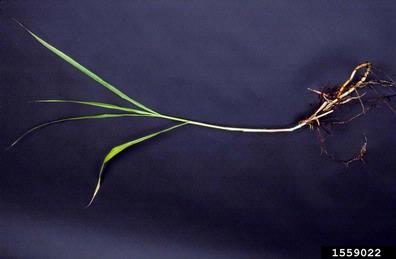 quackgrass, Elymus repens  (Cyperales: Poaceae) - 1559022