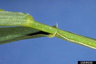 quackgrass, Elymus repens  (Cyperales: Poaceae) - 1559032