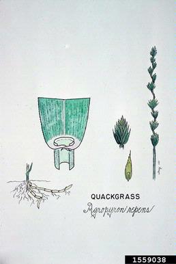 quackgrass, Elymus repens  (Cyperales: Poaceae) - 1559038