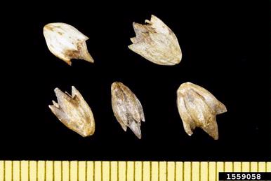 giant ragweed, Ambrosia trifida  (Asterales: Asteraceae) - 1559058