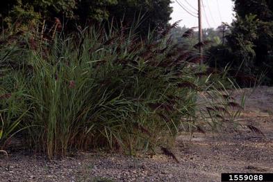 common reed, Phragmites australis  (Cyperales: Poaceae) - 1559088
