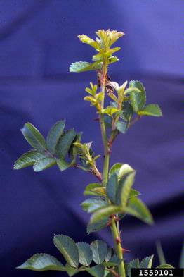 multiflora rose, Rosa multiflora  (Rosales: Rosaceae) - 1559101