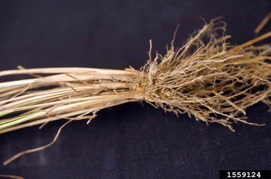 slender rush, Juncus tenuis  (Juncales: Juncaceae) - 1559124
