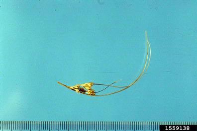 slender rush, Juncus tenuis  (Juncales: Juncaceae) - 1559138