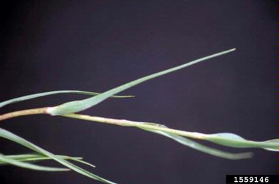 western salsify, Tragopogon dubius  (Asterales: Asteraceae) - 1559146