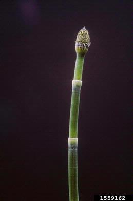 scouringrush, Equisetum hyemale  (Equisetales: Equisetaceae) - 1559162