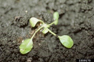 shepherd's-purse, Capsella bursa-pastoris  (Capparales: Brassicaceae) - 1559175