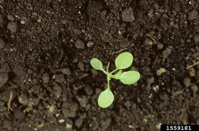 shepherd's-purse, Capsella bursa-pastoris  (Capparales: Brassicaceae) - 1559181