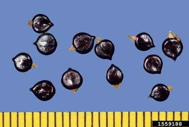 Pennsylvania smartweed, Polygonum pensylvanicum  (Polygonales: Polygonaceae) - 1559188