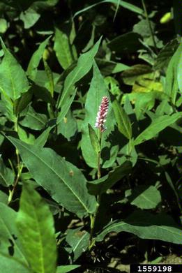 water knotweed, Polygonum amphibium  (Polygonales: Polygonaceae) - 1559198