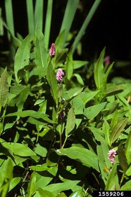 water knotweed, Polygonum amphibium  (Polygonales: Polygonaceae) - 1559206