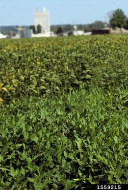 water knotweed, Polygonum amphibium  (Polygonales: Polygonaceae) - 1559215