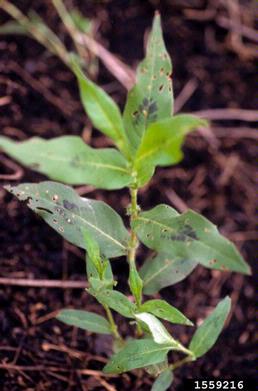 water knotweed, Polygonum amphibium  (Polygonales: Polygonaceae) - 1559216