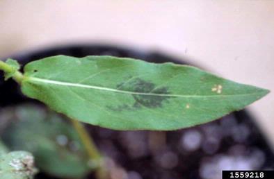 water knotweed, Polygonum amphibium  (Polygonales: Polygonaceae) - 1559218