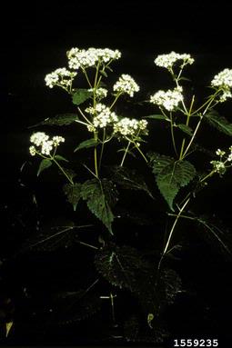white snakeroot, Ageratina altissima var. altissima (Asterales: Asteraceae) - 1559235