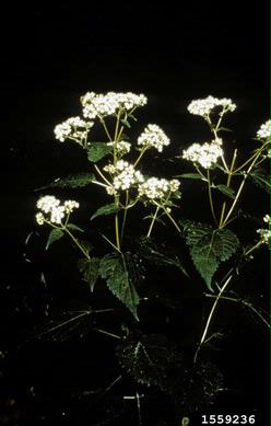 white snakeroot, Ageratina altissima var. altissima (Asterales: Asteraceae) - 1559236