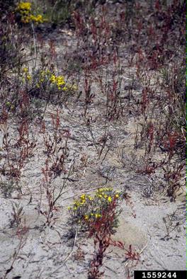 red sorrel, Rumex acetosella  (Polygonales: Polygonaceae) - 1559244