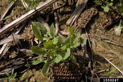 red sorrel, Rumex acetosella  (Polygonales: Polygonaceae) - 1559247