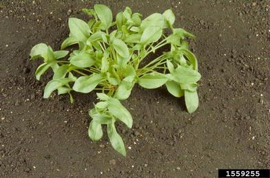 red sorrel, Rumex acetosella  (Polygonales: Polygonaceae) - 1559255