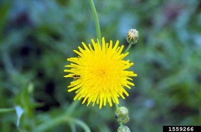 perennial sowthistle, Sonchus arvensis  (Asterales: Asteraceae) - 1559266