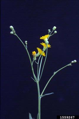 perennial sowthistle, Sonchus arvensis  (Asterales: Asteraceae) - 1559267