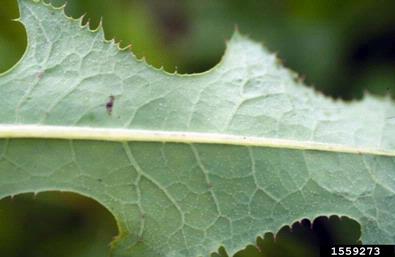 perennial sowthistle, Sonchus arvensis  (Asterales: Asteraceae) - 1559273