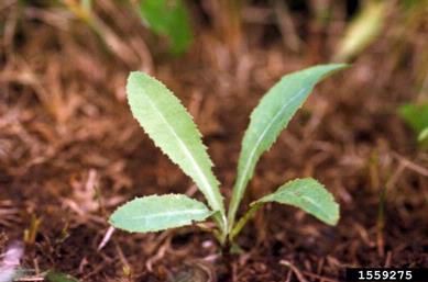 perennial sowthistle, Sonchus arvensis  (Asterales: Asteraceae) - 1559275