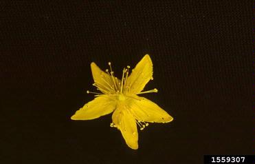 common St. Johnswort, Hypericum perforatum  (Theales: Clusiaceae) - 1559307